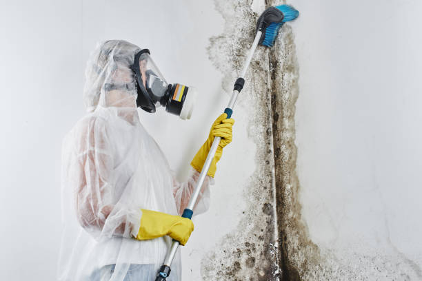 Best Fast Mold Removal  in Wood Ridge, NJ