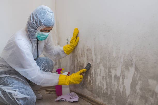 Certified Mold Removal in Wood Ridge, NJ