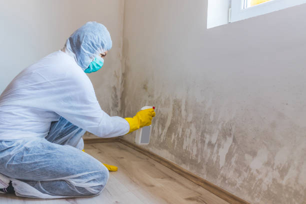 Best Black Mold Removal  in Wood Ridge, NJ