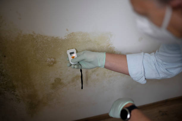 Best Emergency Mold Removal  in Wood Ridge, NJ