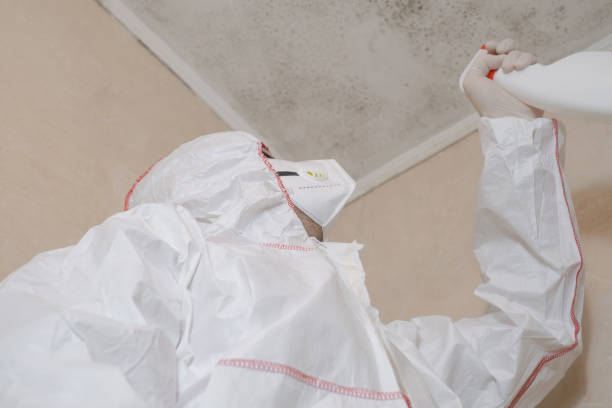 Best Certified Mold Removal  in Wood Ridge, NJ