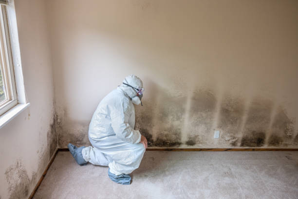 Best Mold Damage Repair  in Wood Ridge, NJ