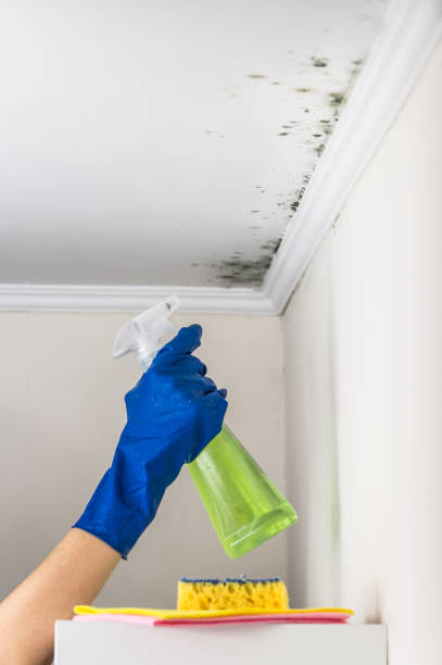 Best Office Mold Removal Services  in Wood Ridge, NJ