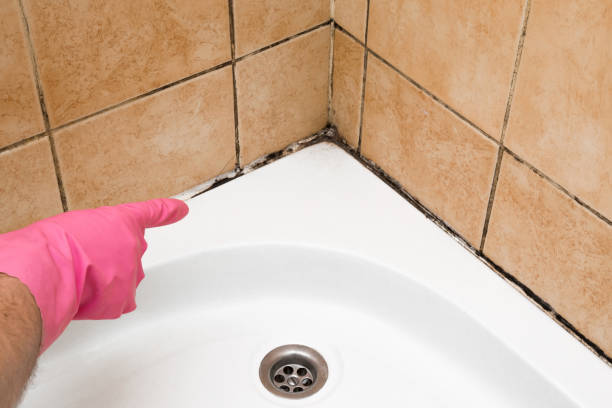 Best Local Mold Removal Service  in Wood Ridge, NJ