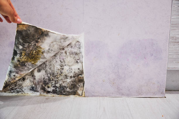 Best Mold Testing  in Wood Ridge, NJ